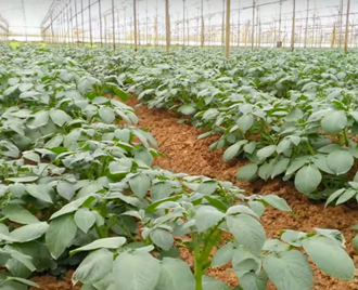 Kỹ thuật trồng khoai tây đạt năng suất cao