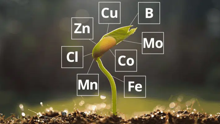 ảnh seo phân bón vi lượng 1