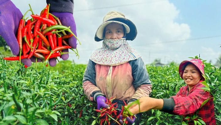 ảnh seo phân bón vi lượng 3