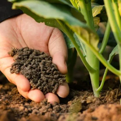phân bón hữu cơ là gì