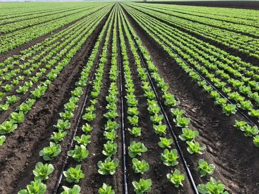 Ảnh seo phân bón tưới nhỏ giọt